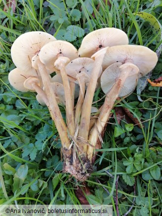 Armillaria mellea