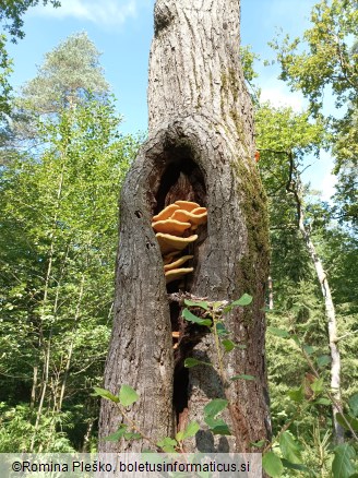 Laetiporus sulphureus