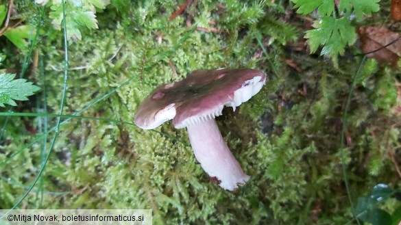 Russula queletii