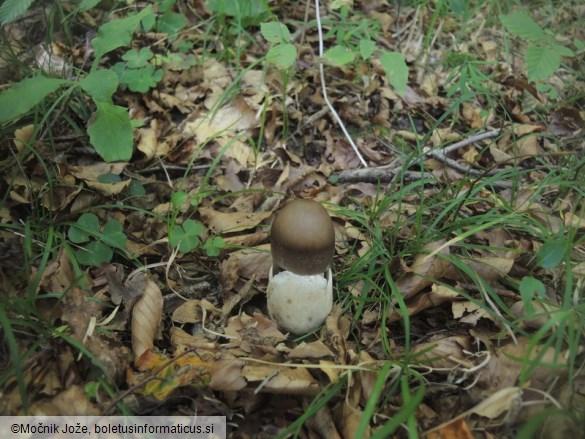 Amanita pachyvolvata