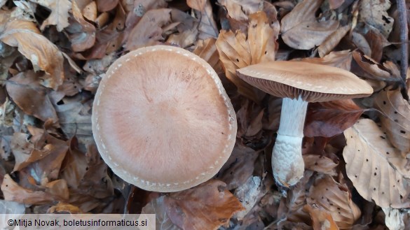 Cortinarius torvus