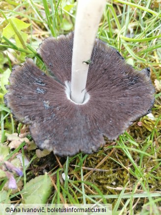 Coprinopsis atramentaria