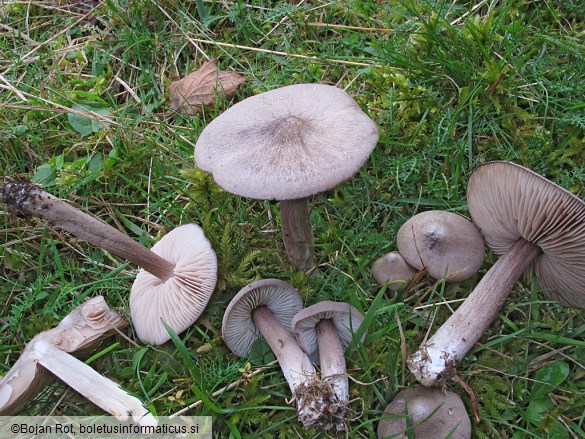 Entoloma porphyrophaeum