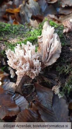 Artomyces pyxidatus