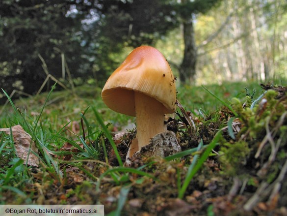 Amanita crocea