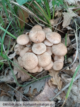 Desarmillaria tabescens