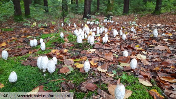 Coprinus comatus