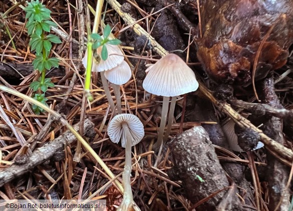 Mycena galopus