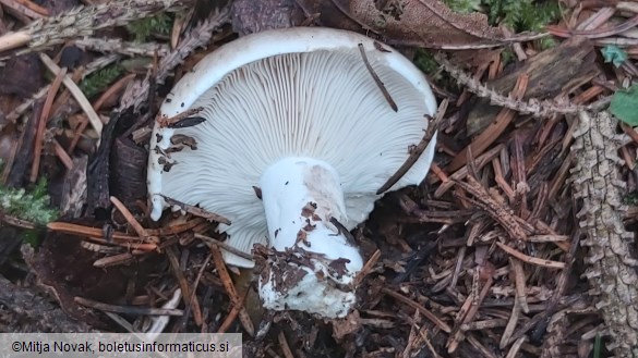 Russula albonigra