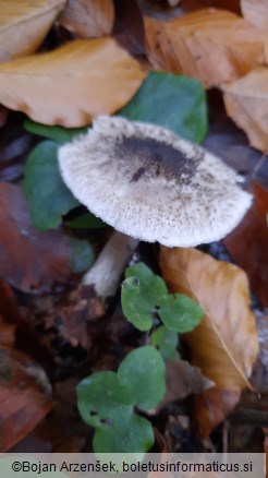 Tricholoma squarrulosum