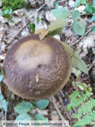 Leccinellum pseudoscabrum