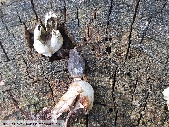 Geastrum quadrifidum