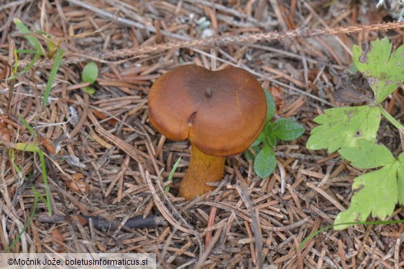 Cortinarius malicorius