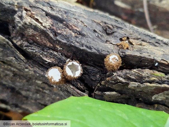 Cyathus striatus