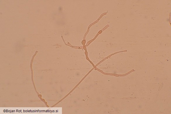 Hohenbuehelia petaloides