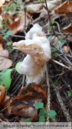 Helvella crispa