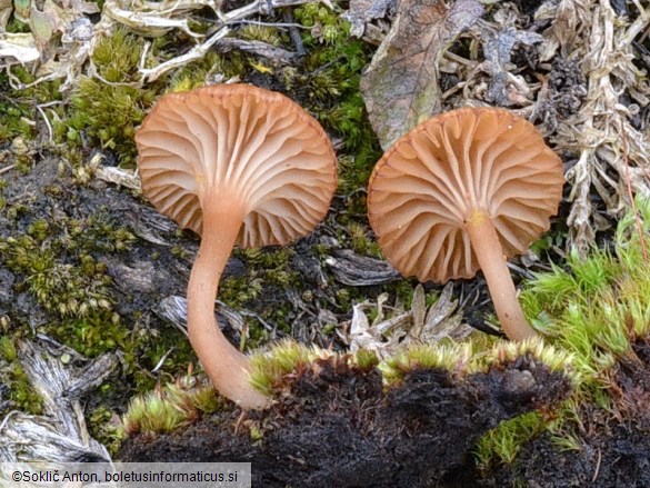 Omphalina pyxidata