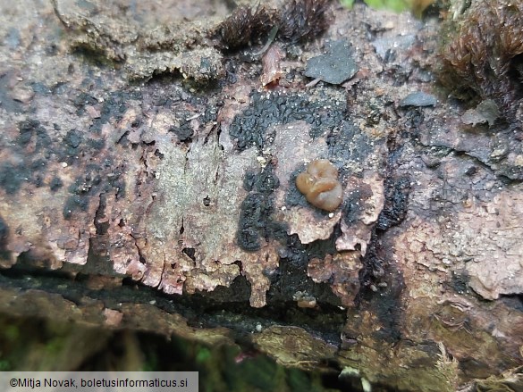 Adelphella babingtonii