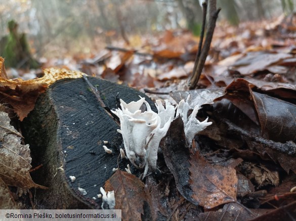 Xylaria hypoxylon