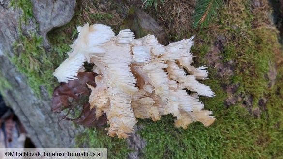 Hericium coralloides