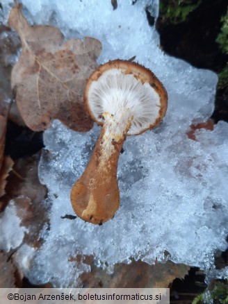 Armillaria cepistipes