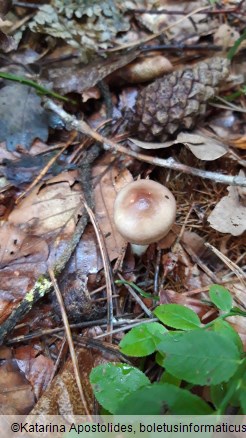 Russula cavipes