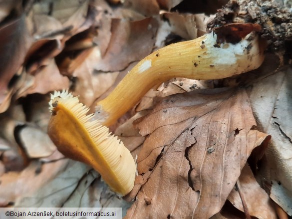 Pluteus leoninus