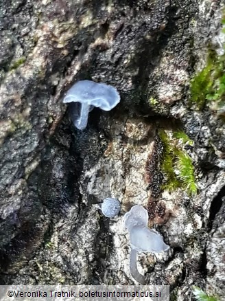 Mycena pseudocorticola