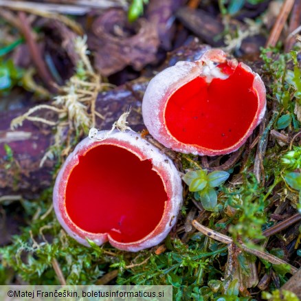 Sarcoscypha austriaca