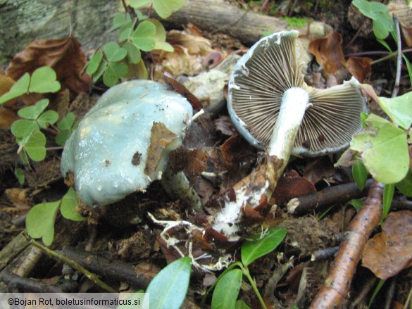 Stropharia aeruginosa