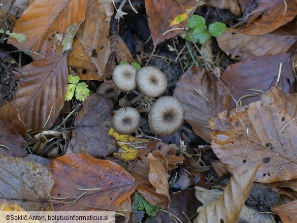 Fayodia bisphaerigera