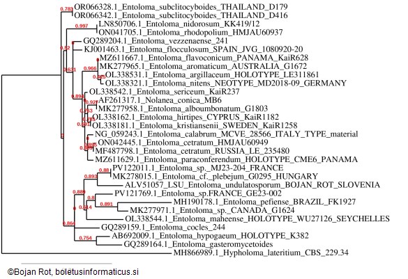 Entoloma undulatosporum