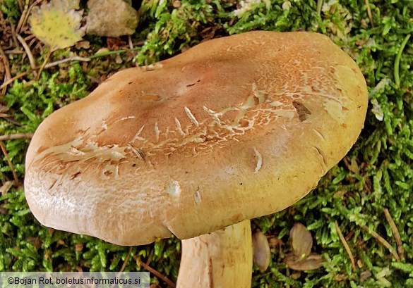 Phlegmacium cliduchus