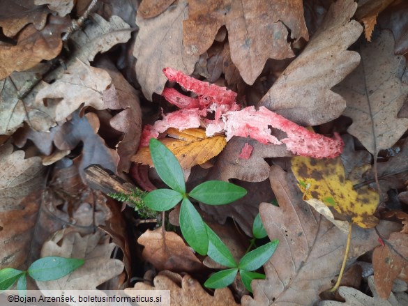 Clathrus archeri