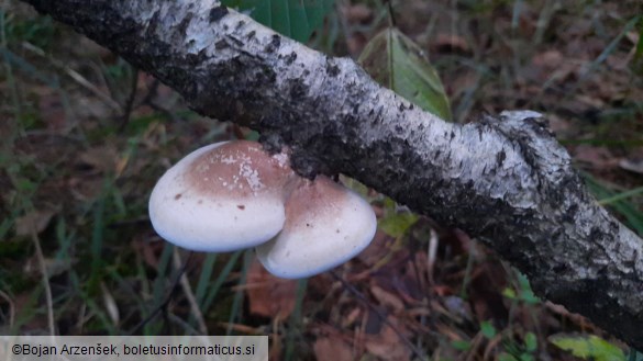 Piptoporus betulinus