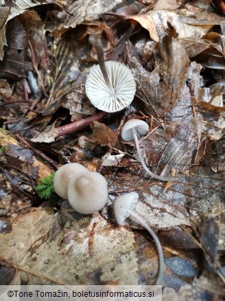 Mycena leptocephala