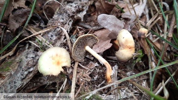 Hypholoma fasciculare