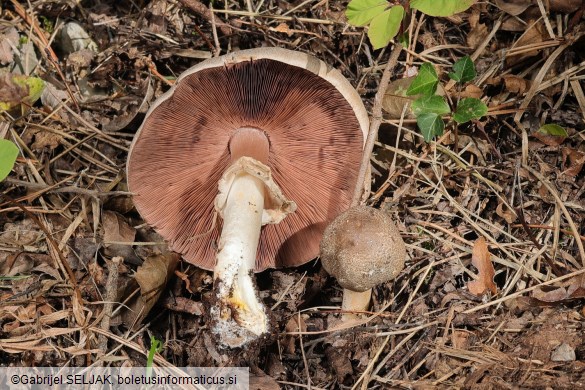 Agaricus moelleri