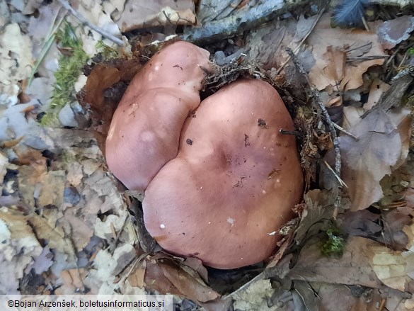 Russula vesca