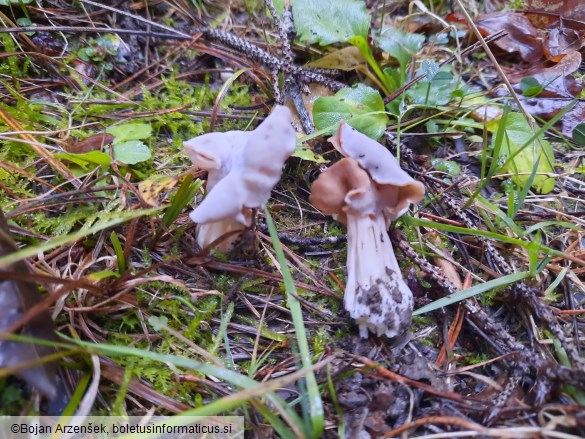 Helvella crispa