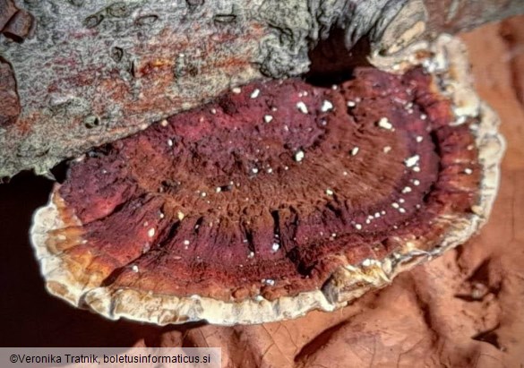 Daedaleopsis tricolor