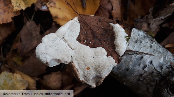 Piptoporus betulinus