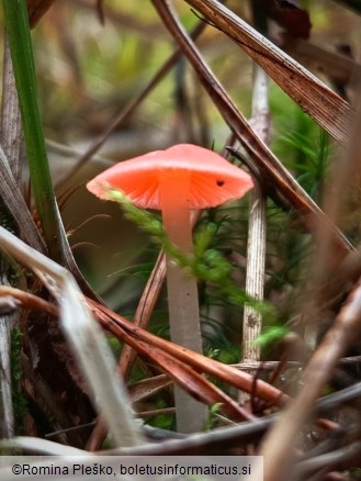 Mycena adonis