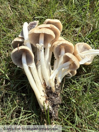 Psathyrella leucotephra