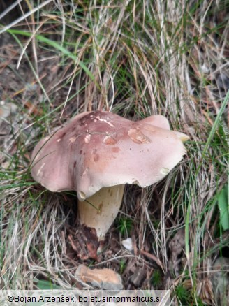 Tricholoma bufonium