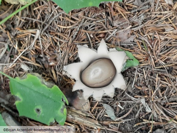 Geastrum fimbriatum