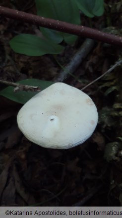 Melanoleuca evenosa