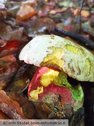 Boletus rhodoxanthus