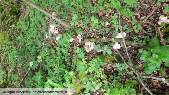 Calocybe gambosa