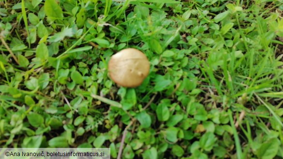 Agrocybe praecox